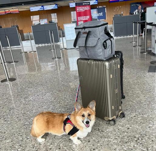  狗狗可以进地铁吗，狗狗可以进地铁吗北京-第1张图片-后鲨宠物