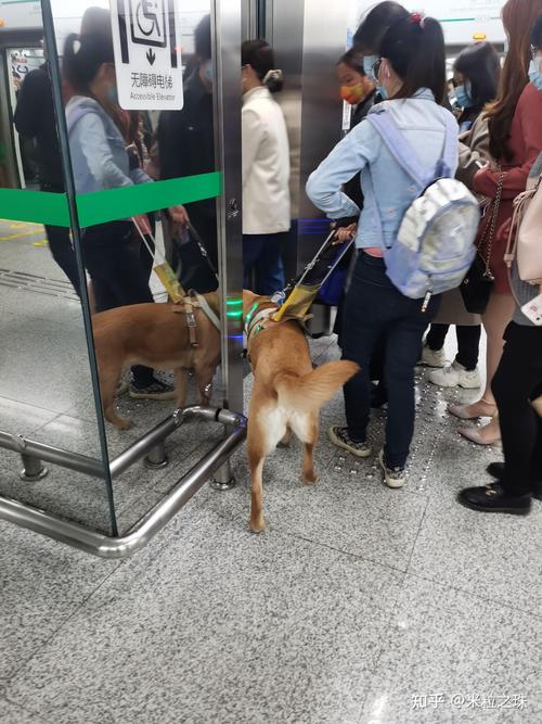  狗狗可以进地铁吗，狗狗可以进地铁吗北京-第4张图片-后鲨宠物