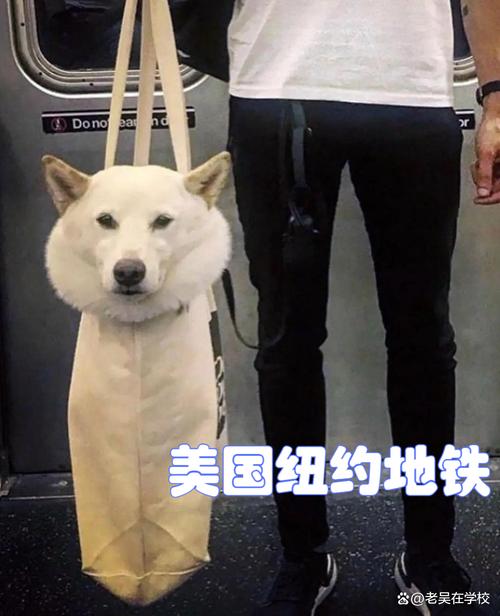  狗狗可以进地铁吗，狗狗可以进地铁吗北京-第5张图片-后鲨宠物
