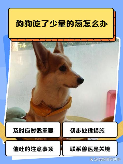 狗狗能吃圆葱吗,狗狗能吃圆葱牛肉吗-第5张图片-后鲨宠物 狗狗能吃圆葱吗,狗狗能吃圆葱牛肉吗-第5张图片-后鲨宠物