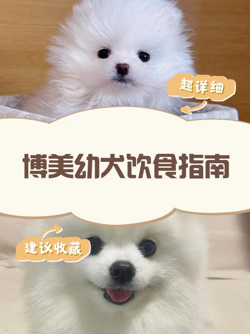 狗狗能吃蛋炒饭吗_狗狗能吃蛋炒饭吗有营养吗-第1张图片-后鲨宠物