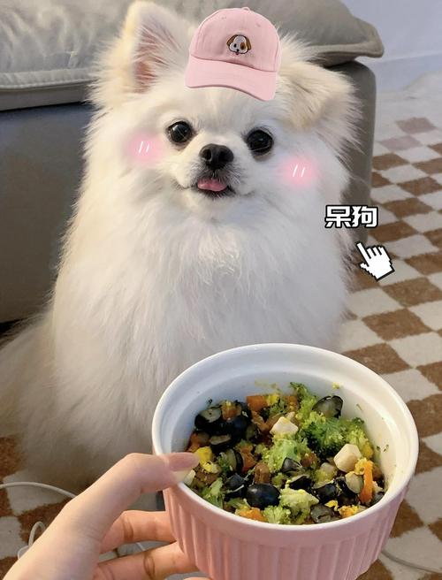 狗狗能吃蛋炒饭吗_狗狗能吃蛋炒饭吗有营养吗-第2张图片-后鲨宠物