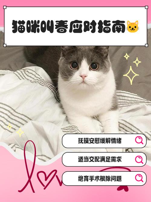 猫咪叫春怎么办,猫咪叫春怎么处理-第2张图片-后鲨宠物 猫咪叫春怎么办,猫咪叫春怎么处理-第2张图片-后鲨宠物