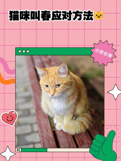 猫咪叫春怎么办,猫咪叫春怎么处理-第5张图片-后鲨宠物 猫咪叫春怎么办,猫咪叫春怎么处理-第5张图片-后鲨宠物