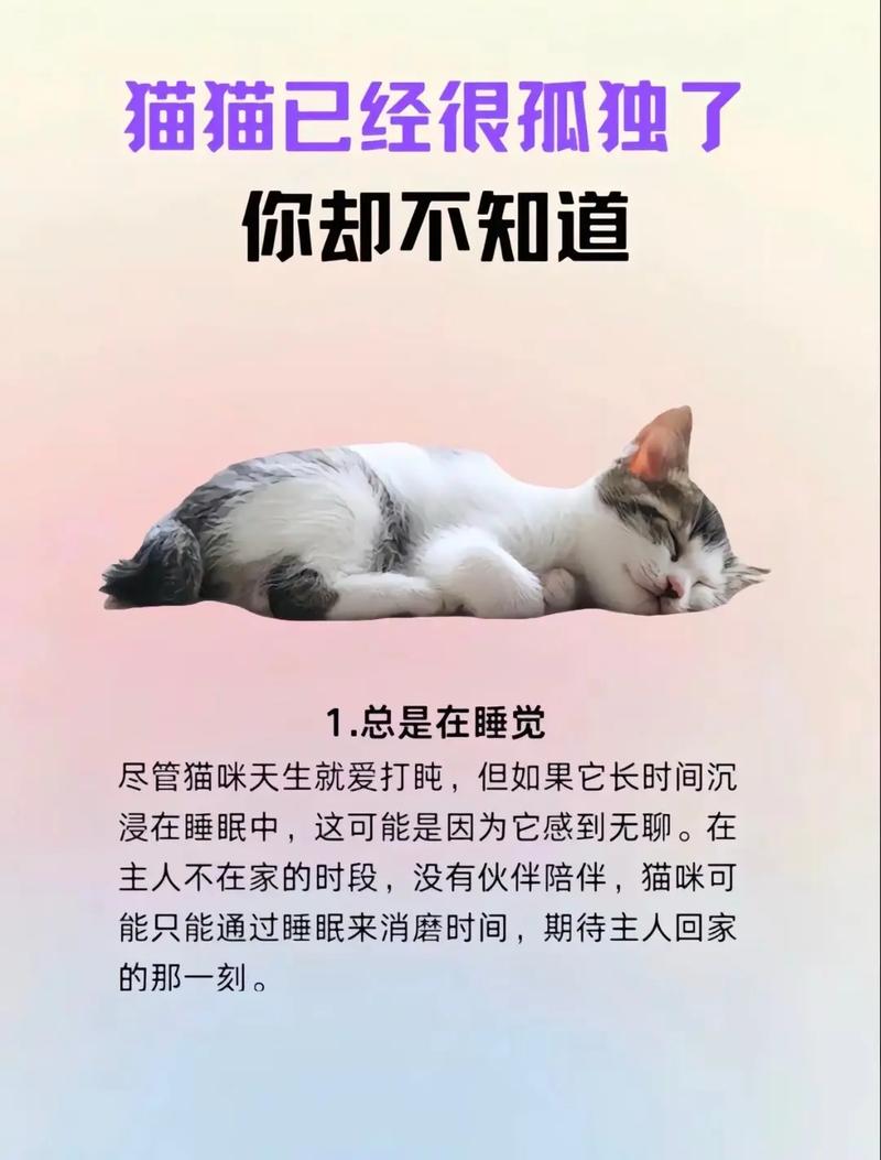 猫咪自己在家会孤单吗_猫需要第二只猫陪伴吗-第1张图片-后鲨宠物 猫咪自己在家会孤单吗_猫需要第二只猫陪伴吗-第1张图片-后鲨宠物