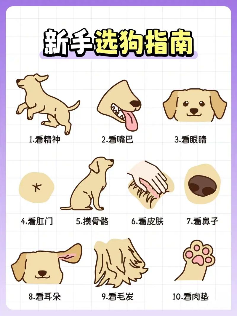 如何判断狗狗是否健康_如何知道狗狗是否健康