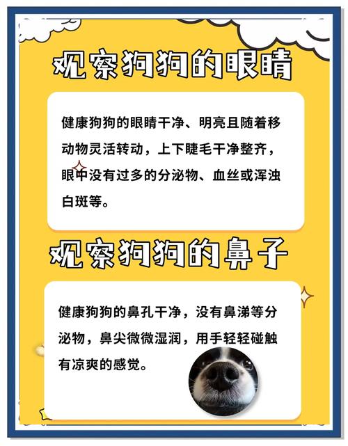 如何判断狗狗是否健康_如何知道狗狗是否健康-第2张图片-后鲨宠物