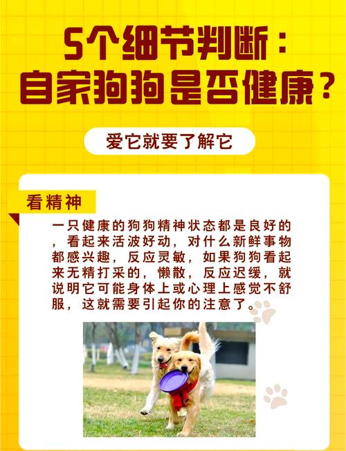 如何判断狗狗是否健康_如何知道狗狗是否健康-第4张图片-后鲨宠物