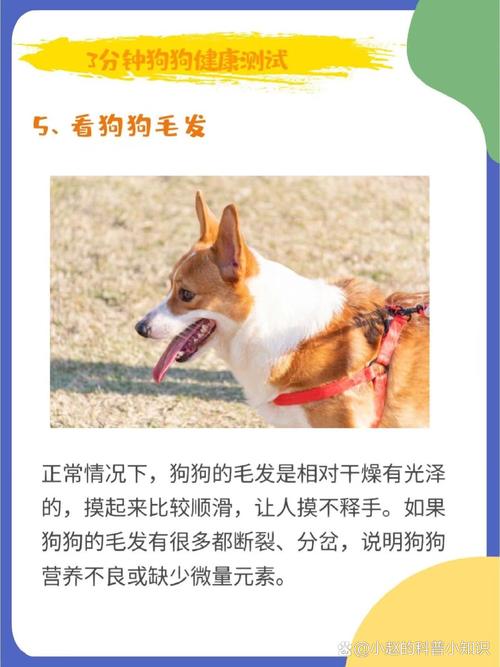 如何判断狗狗是否健康_如何知道狗狗是否健康-第5张图片-后鲨宠物