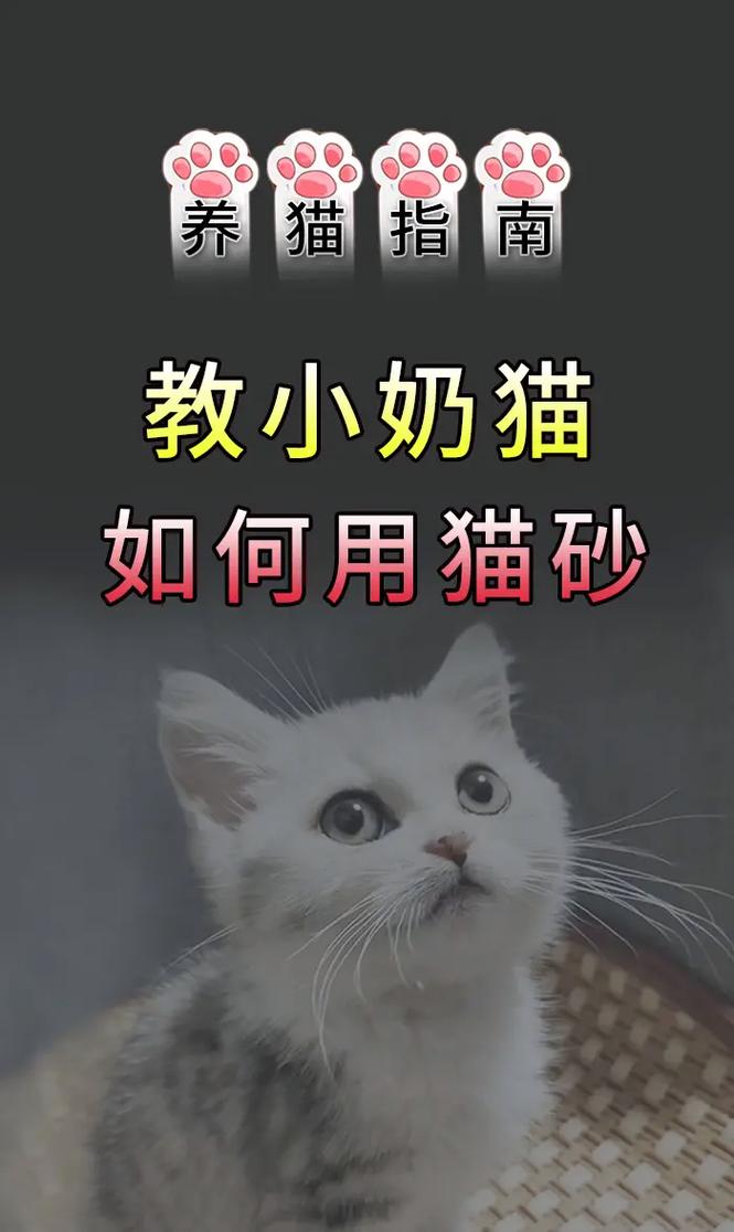 怎么让猫咪在猫砂盆里拉屎_怎么才可以让猫在猫砂盆里拉屎撒尿-第1张图片-后鲨宠物 怎么让猫咪在猫砂盆里拉屎_怎么才可以让猫在猫砂盆里拉屎撒尿-第1张图片-后鲨宠物