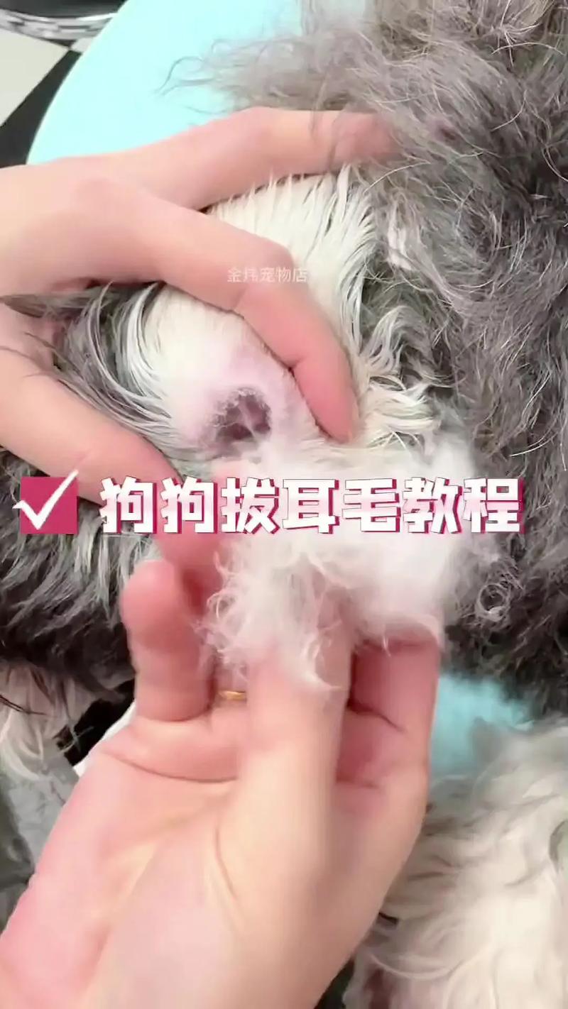  怎么给狗狗拔耳毛，如何帮狗狗拔耳毛-第1张图片-后鲨宠物