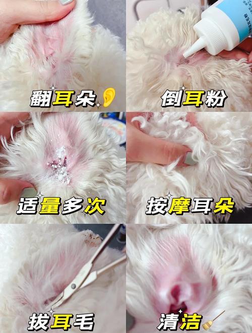  怎么给狗狗拔耳毛，如何帮狗狗拔耳毛-第4张图片-后鲨宠物