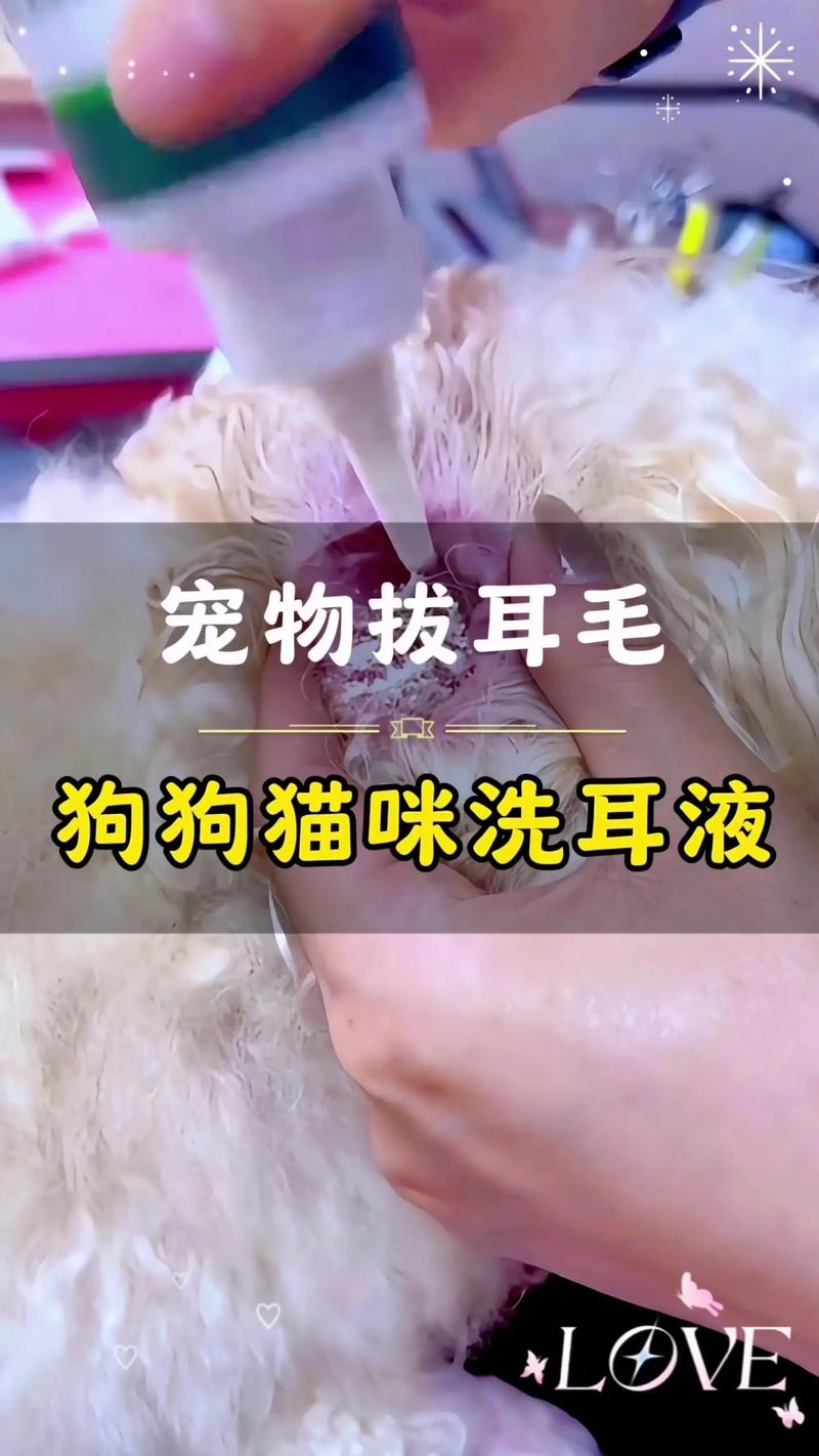  怎么给狗狗拔耳毛，如何帮狗狗拔耳毛-第6张图片-后鲨宠物