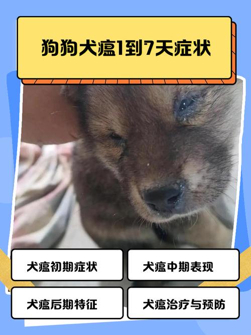 狗狗得了犬瘟症状,狗狗得了犬瘟啥症状-第3张图片-后鲨宠物 狗狗得了犬瘟症状,狗狗得了犬瘟啥症状-第3张图片-后鲨宠物