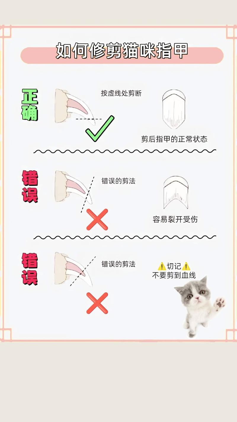 猫咪多久剪指甲,怎样给猫咪剪指甲-第3张图片-后鲨宠物 猫咪多久剪指甲,怎样给猫咪剪指甲-第3张图片-后鲨宠物