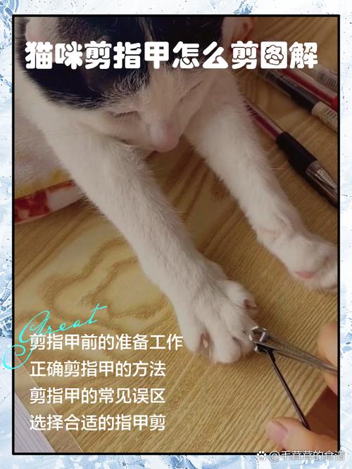 猫咪多久剪指甲,怎样给猫咪剪指甲-第5张图片-后鲨宠物 猫咪多久剪指甲,怎样给猫咪剪指甲-第5张图片-后鲨宠物