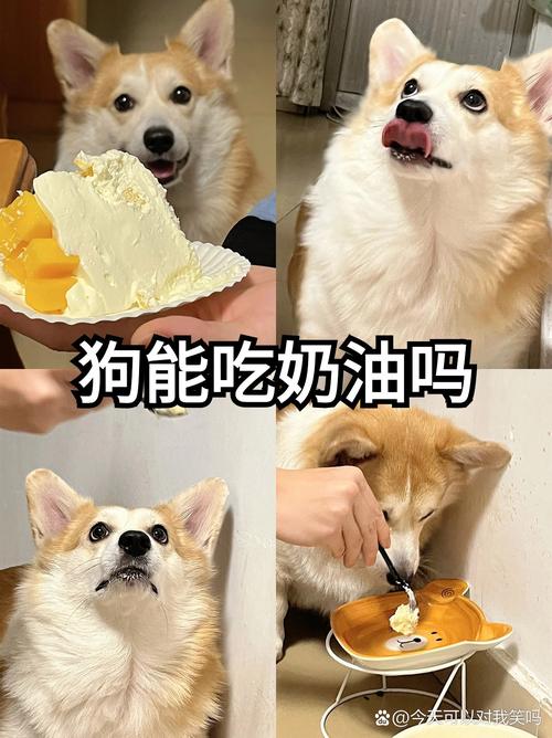 狗狗吃了奶油会怎么样,狗吃了一点奶油会怎样?-第2张图片-后鲨宠物 狗狗吃了奶油会怎么样,狗吃了一点奶油会怎样?-第2张图片-后鲨宠物