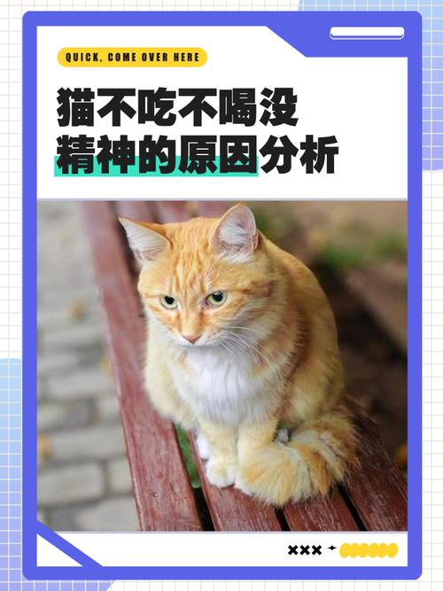 猫咪精神好但是不吃饭，猫咪精神好但是不吃饭只喝水？-第2张图片-后鲨宠物