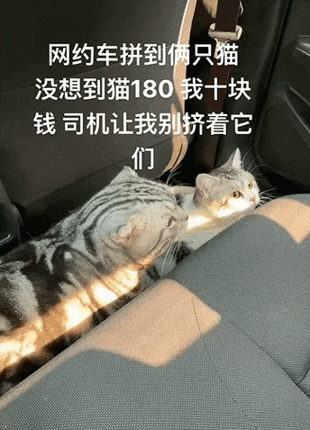 猫咪精神好但是不吃饭，猫咪精神好但是不吃饭只喝水？-第3张图片-后鲨宠物