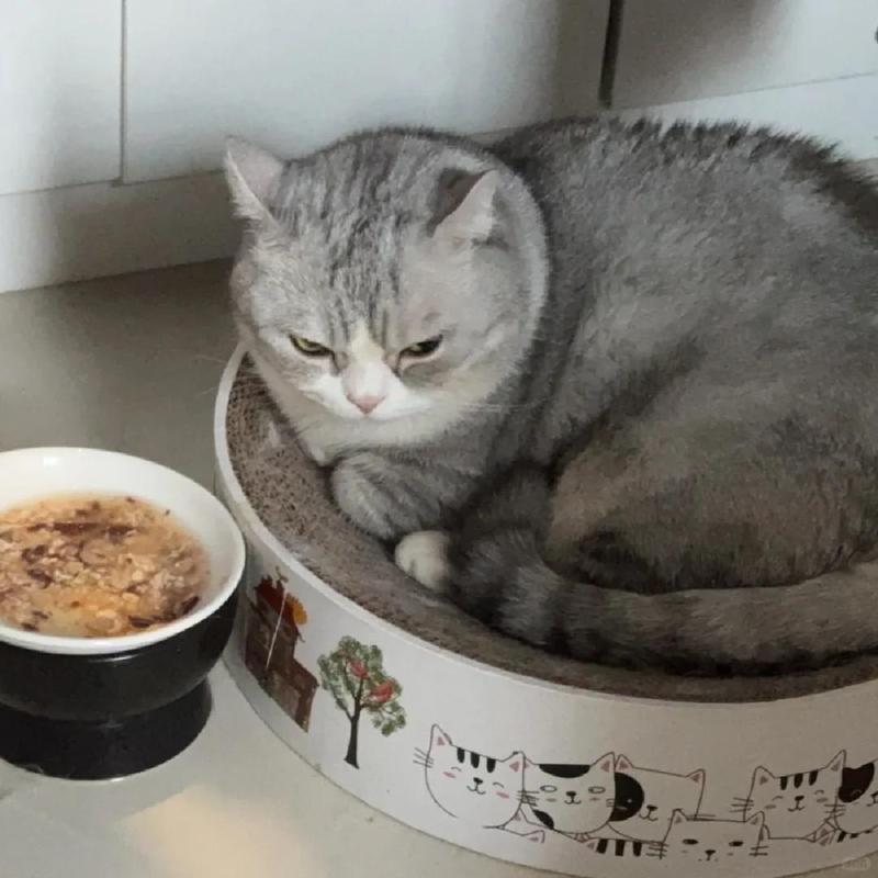 猫咪精神好但是不吃饭，猫咪精神好但是不吃饭只喝水？-第4张图片-后鲨宠物
