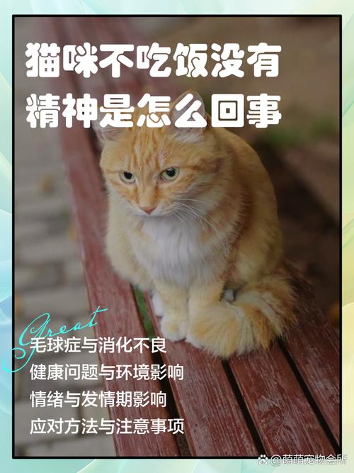 猫咪精神好但是不吃饭，猫咪精神好但是不吃饭只喝水？-第5张图片-后鲨宠物