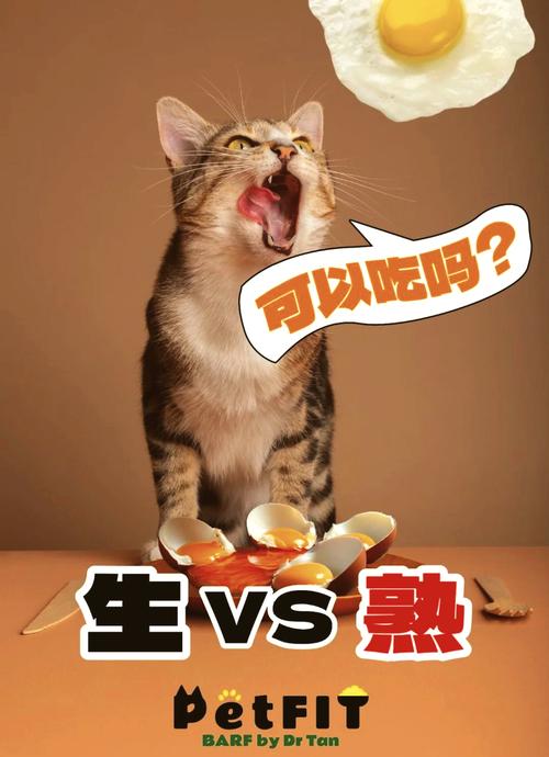 猫猫能吃鸡蛋吗,猫咪能否吃鸡蛋-第1张图片-后鲨宠物 猫猫能吃鸡蛋吗,猫咪能否吃鸡蛋-第1张图片-后鲨宠物