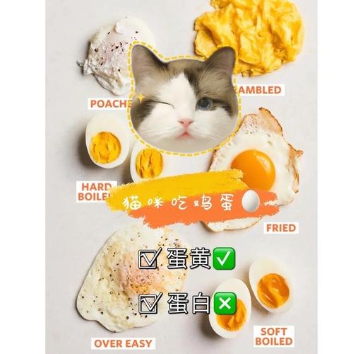 猫猫能吃鸡蛋吗,猫咪能否吃鸡蛋-第3张图片-后鲨宠物 猫猫能吃鸡蛋吗,猫咪能否吃鸡蛋-第3张图片-后鲨宠物
