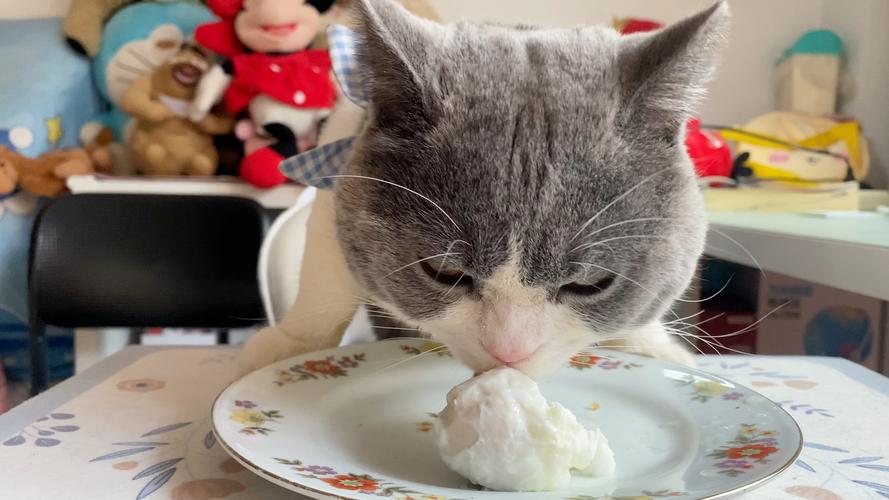 猫猫能吃鸡蛋吗,猫咪能否吃鸡蛋-第5张图片-后鲨宠物 猫猫能吃鸡蛋吗,猫咪能否吃鸡蛋-第5张图片-后鲨宠物