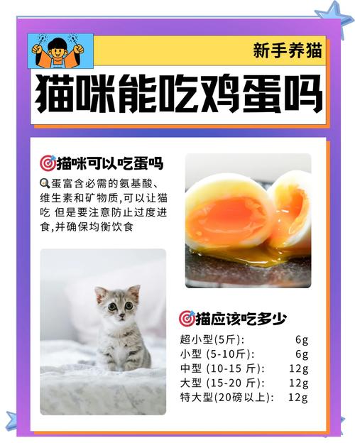 猫猫能吃鸡蛋吗,猫咪能否吃鸡蛋-第6张图片-后鲨宠物 猫猫能吃鸡蛋吗,猫咪能否吃鸡蛋-第6张图片-后鲨宠物