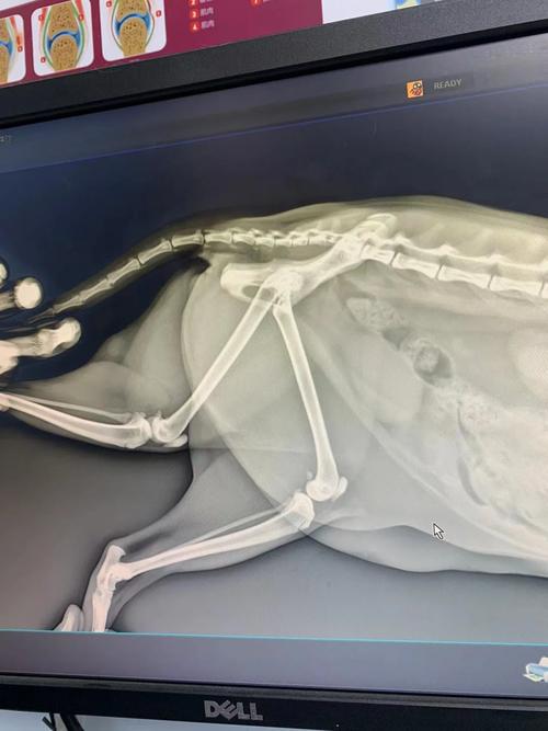 猫咪拍片子多少钱,猫咪拍片大概多少钱-第5张图片-后鲨宠物 猫咪拍片子多少钱,猫咪拍片大概多少钱-第5张图片-后鲨宠物