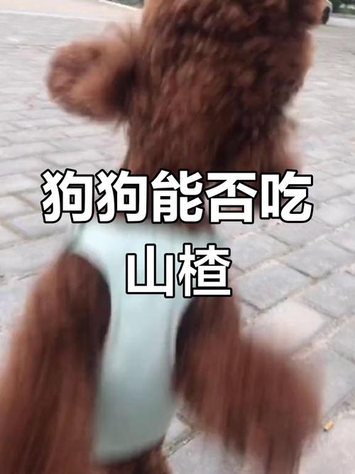 狗狗可以吃山楂吗,狗狗能吃山楂片儿吗?-第3张图片-后鲨宠物 狗狗可以吃山楂吗,狗狗能吃山楂片儿吗?-第3张图片-后鲨宠物