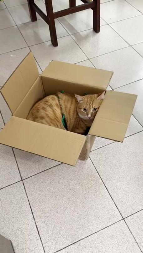 猫咪为什么喜欢纸箱,猫咪为什么喜欢纸箱子?-第1张图片-后鲨宠物 猫咪为什么喜欢纸箱,猫咪为什么喜欢纸箱子?-第1张图片-后鲨宠物