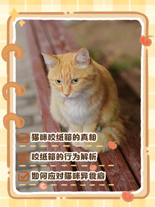 猫咪为什么喜欢纸箱,猫咪为什么喜欢纸箱子?-第4张图片-后鲨宠物 猫咪为什么喜欢纸箱,猫咪为什么喜欢纸箱子?-第4张图片-后鲨宠物