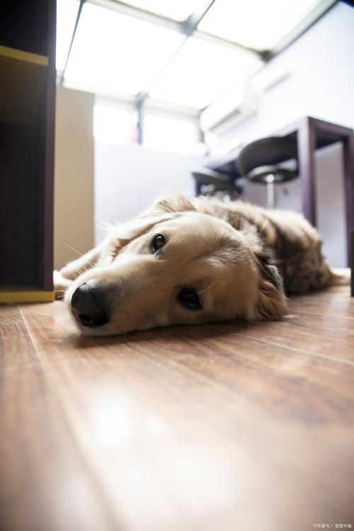 狗狗缺乏安全感的表现，狗子缺乏安全感？