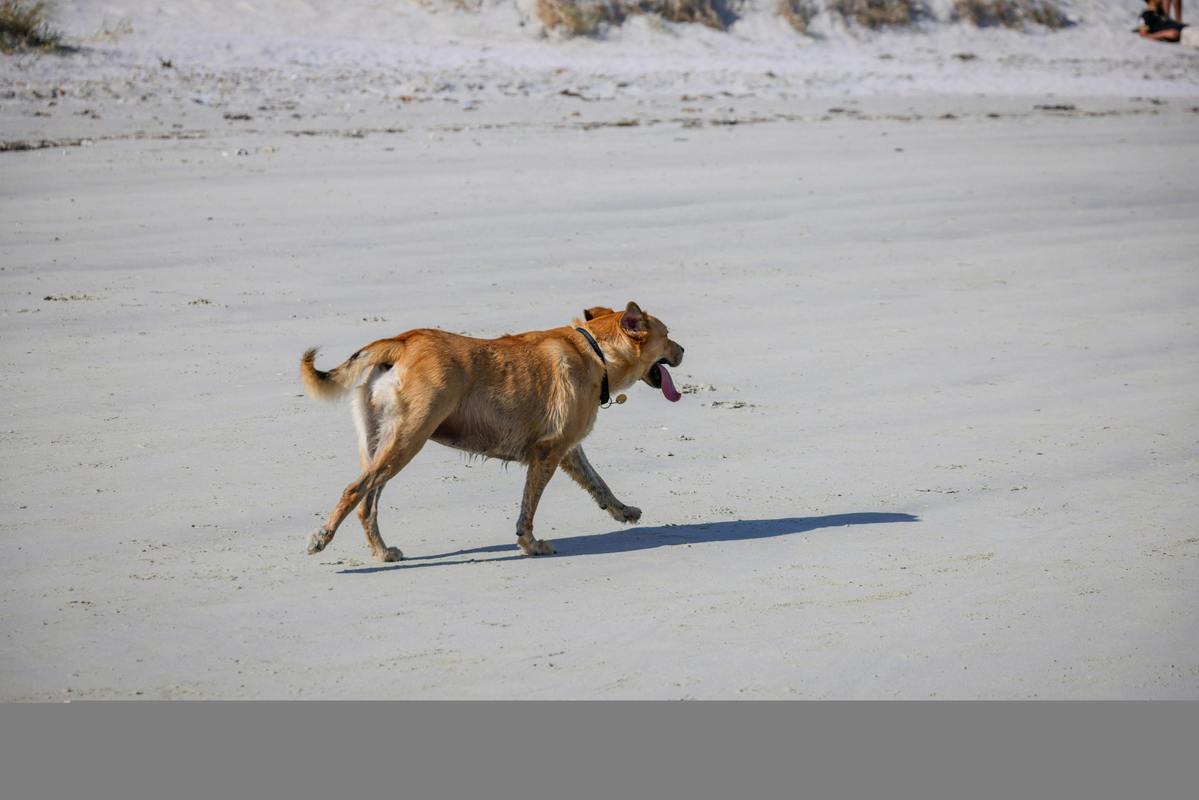 狗狗缺乏安全感的表现,狗子缺乏安全感?-第4张图片-后鲨宠物 狗狗缺乏安全感的表现,狗子缺乏安全感?-第4张图片-后鲨宠物