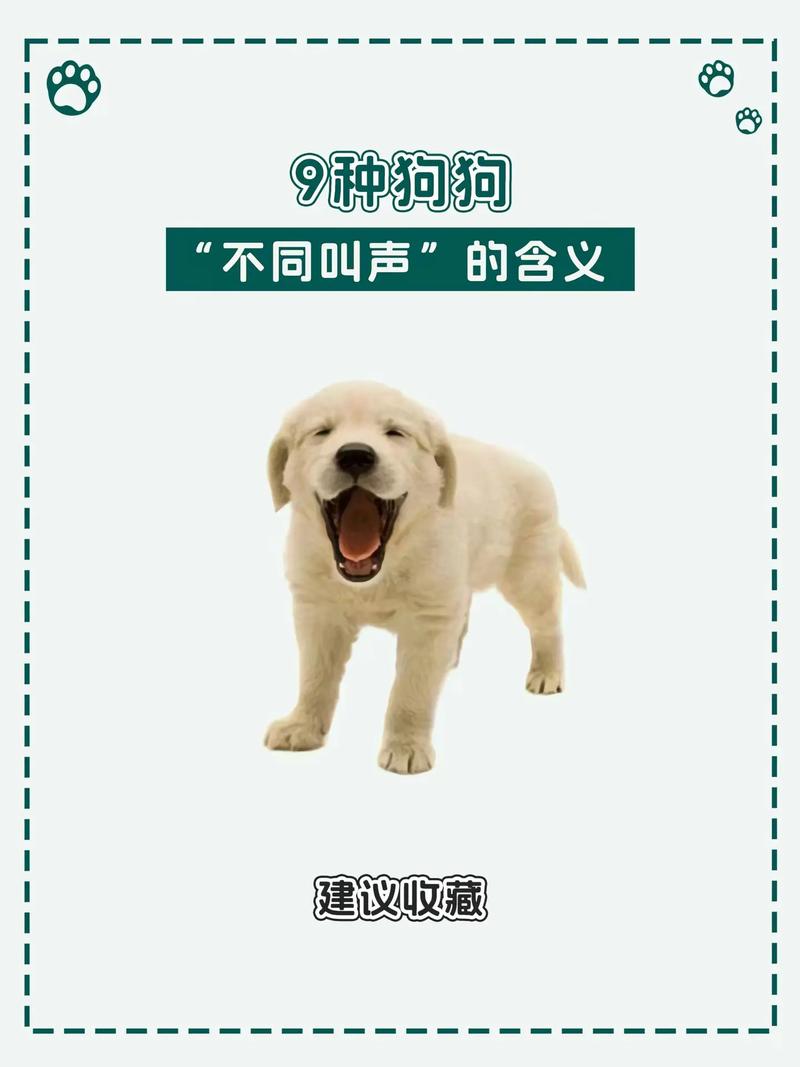 如何让狗狗知道自己的名字,怎样让小狗狗知道自己的名字-第4张图片-后鲨宠物 如何让狗狗知道自己的名字,怎样让小狗狗知道自己的名字-第4张图片-后鲨宠物