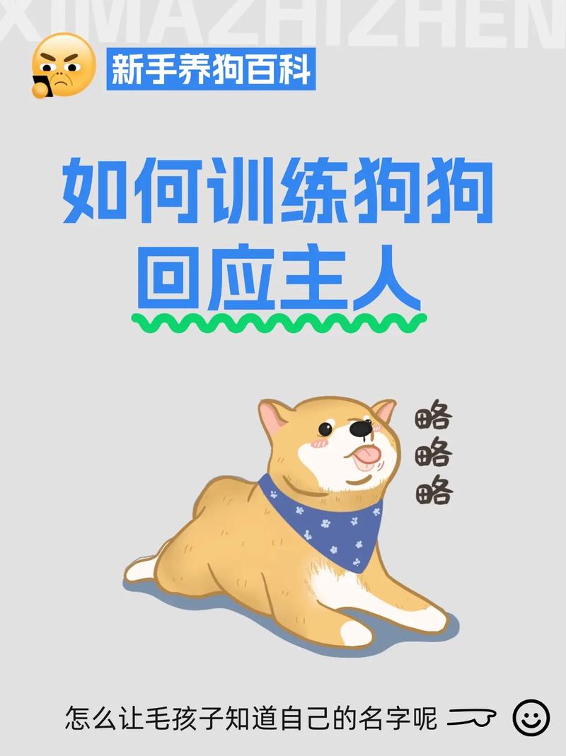 如何让狗狗知道自己的名字,怎样让小狗狗知道自己的名字-第6张图片-后鲨宠物 如何让狗狗知道自己的名字,怎样让小狗狗知道自己的名字-第6张图片-后鲨宠物