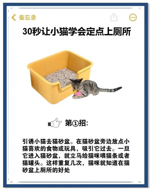 关于怎么教猫猫上厕所的信息-第1张图片-后鲨宠物 关于怎么教猫猫上厕所的信息-第1张图片-后鲨宠物