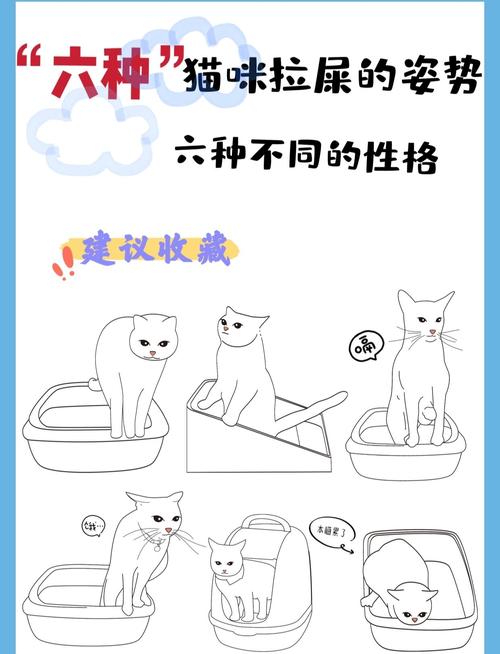 关于怎么教猫猫上厕所的信息-第5张图片-后鲨宠物 关于怎么教猫猫上厕所的信息-第5张图片-后鲨宠物