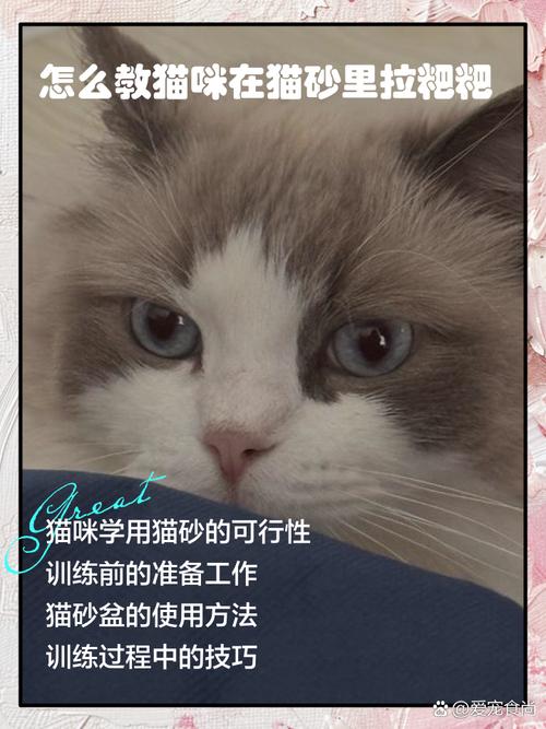 关于怎么教猫猫上厕所的信息-第6张图片-后鲨宠物 关于怎么教猫猫上厕所的信息-第6张图片-后鲨宠物