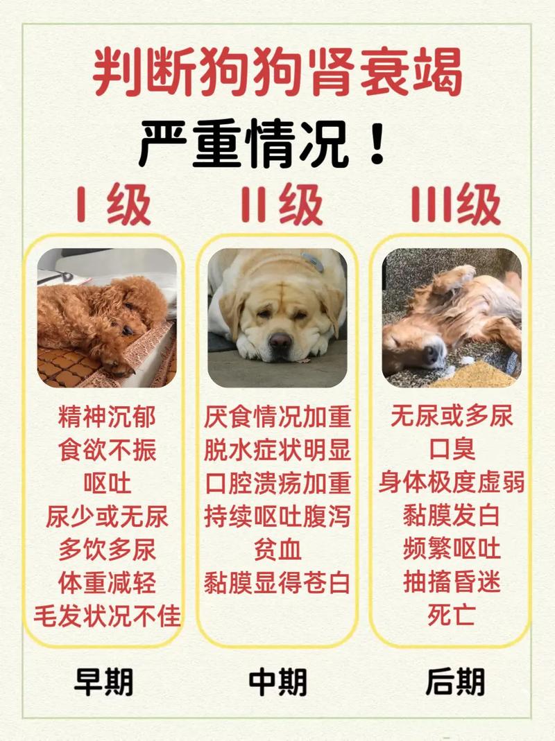 狗狗全身发抖是怎么回事,狗狗全身发抖是怎么回事儿?-第2张图片-后鲨宠物 狗狗全身发抖是怎么回事,狗狗全身发抖是怎么回事儿?-第2张图片-后鲨宠物