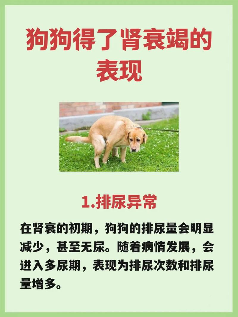 狗狗全身发抖是怎么回事,狗狗全身发抖是怎么回事儿?-第3张图片-后鲨宠物 狗狗全身发抖是怎么回事,狗狗全身发抖是怎么回事儿?-第3张图片-后鲨宠物