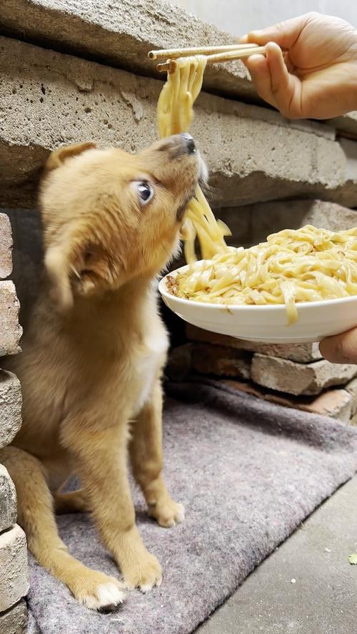 狗狗可以吃面吗,狗狗能吃面食类的吗?-第3张图片-后鲨宠物 狗狗可以吃面吗,狗狗能吃面食类的吗?-第3张图片-后鲨宠物