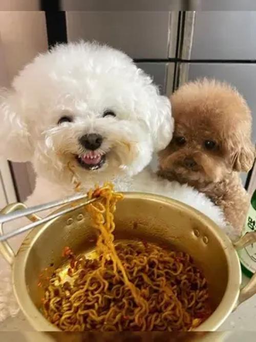 狗狗可以吃面吗,狗狗能吃面食类的吗?-第5张图片-后鲨宠物 狗狗可以吃面吗,狗狗能吃面食类的吗?-第5张图片-后鲨宠物