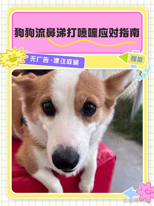 狗狗感冒打喷嚏怎么办_狗狗有点感冒打喷嚏吃什么药-第4张图片-后鲨宠物