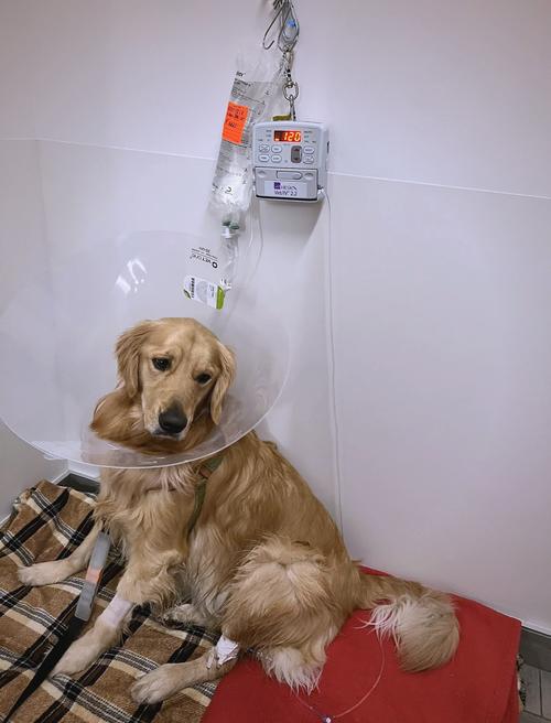 狗狗感冒打什么针,狗狗感冒打什么针搭配是比较好的-第5张图片-后鲨宠物 狗狗感冒打什么针,狗狗感冒打什么针搭配是比较好的-第5张图片-后鲨宠物