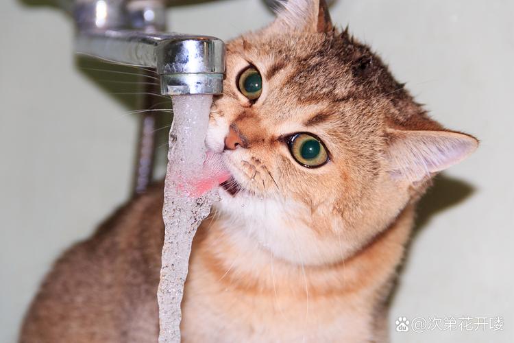 猫咪能吃椰子吗,猫咪可以吃椰子片嘛?-第1张图片-后鲨宠物 猫咪能吃椰子吗,猫咪可以吃椰子片嘛?-第1张图片-后鲨宠物