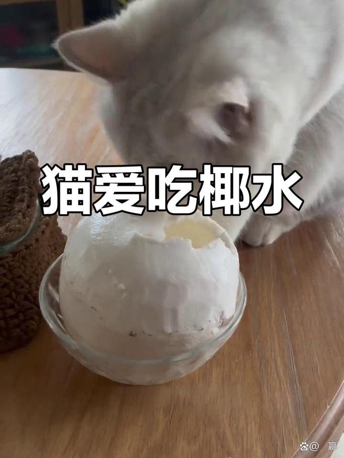 猫咪能吃椰子吗,猫咪可以吃椰子片嘛?-第5张图片-后鲨宠物 猫咪能吃椰子吗,猫咪可以吃椰子片嘛?-第5张图片-后鲨宠物