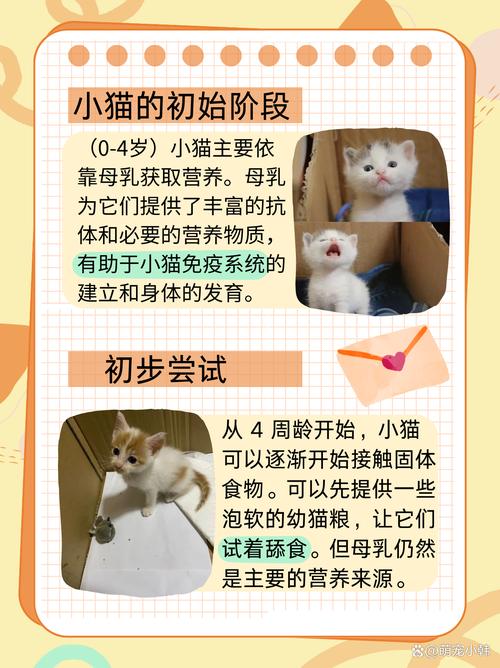 猫咪多大可以吃猫粮,猫咪多大可以吃猫粮不泡-第5张图片-后鲨宠物 猫咪多大可以吃猫粮,猫咪多大可以吃猫粮不泡-第5张图片-后鲨宠物