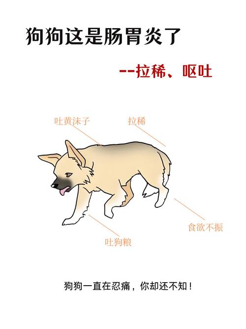  狗狗拉稀不吐是细小吗，狗只拉稀不呕吐会是细小么